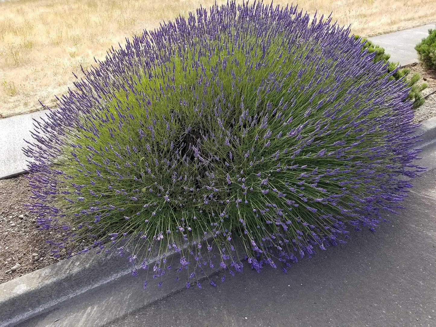 Lavanda Fenomenal Maceta de 2.5QT