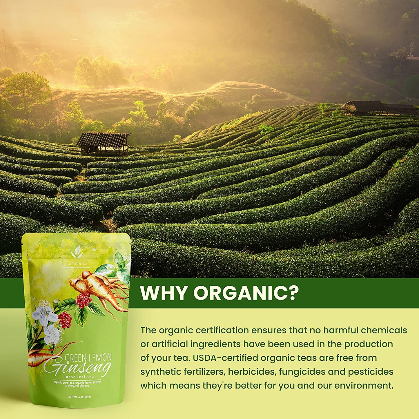 Té verde de ginseng, cafeína media - Aporte de energía - Ecológico y Kosher