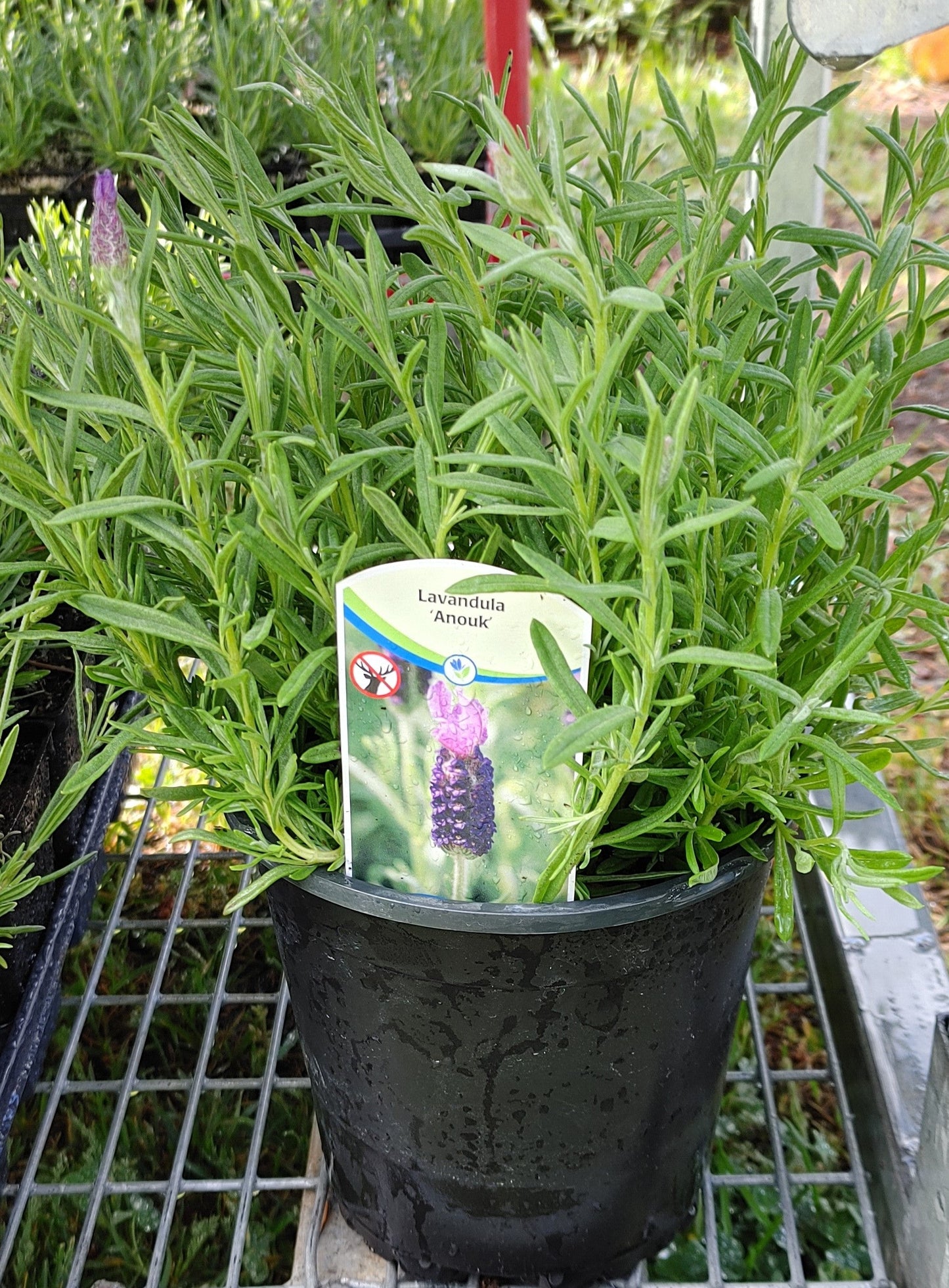 Planta viva de lavanda Anouk - Maceta de 2.5 cuartos de galón