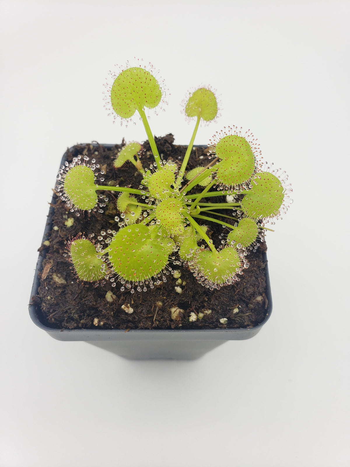 Drosera prolifera  -Live carnivorous plant-