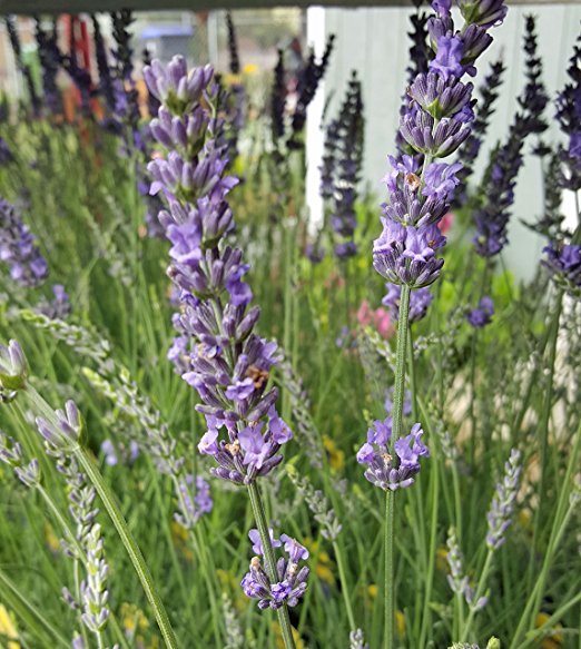 Lavanda Fenomenal Maceta de 2.5QT