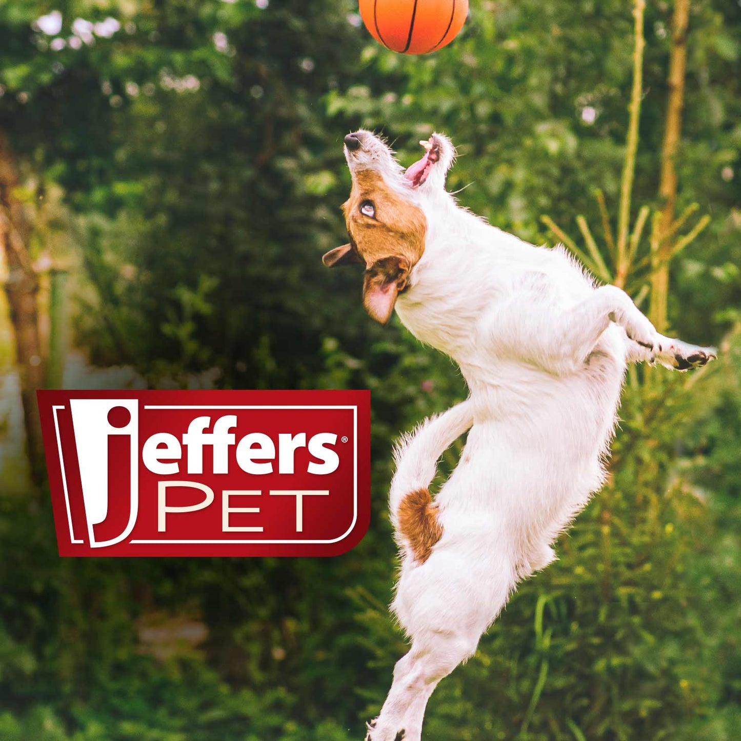 Jeffers Red Chameleon Natural Eco-Friendly Rubber Dental Dog Chew Toy for Medium Chewers