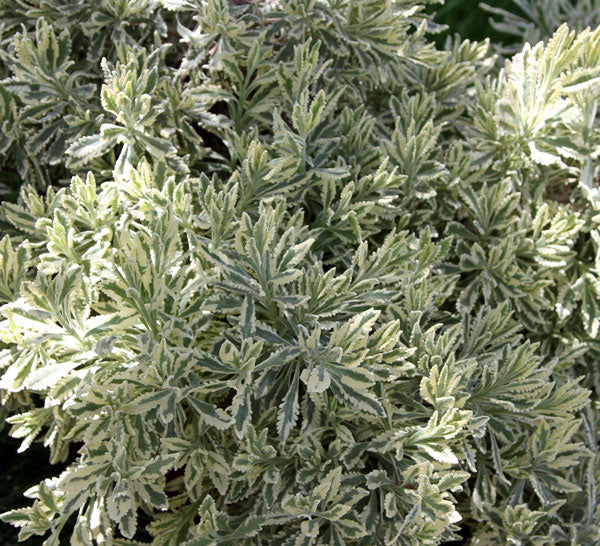 Lavanda viva Allardii 'Meerlo' - Maceta de tamaño 2.5QT