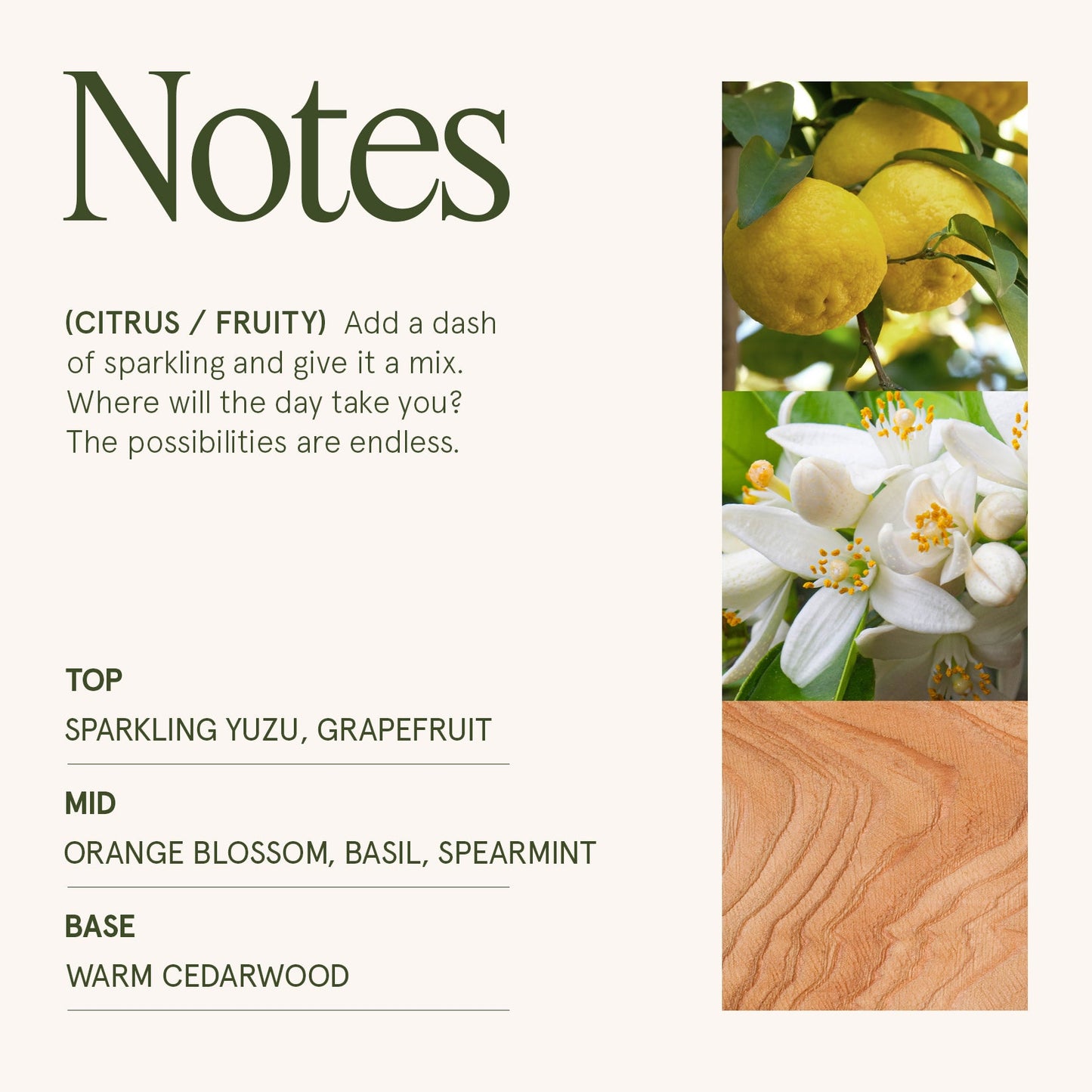 Maelyn - Yuzu & Neroli Blossom 6oz Candle