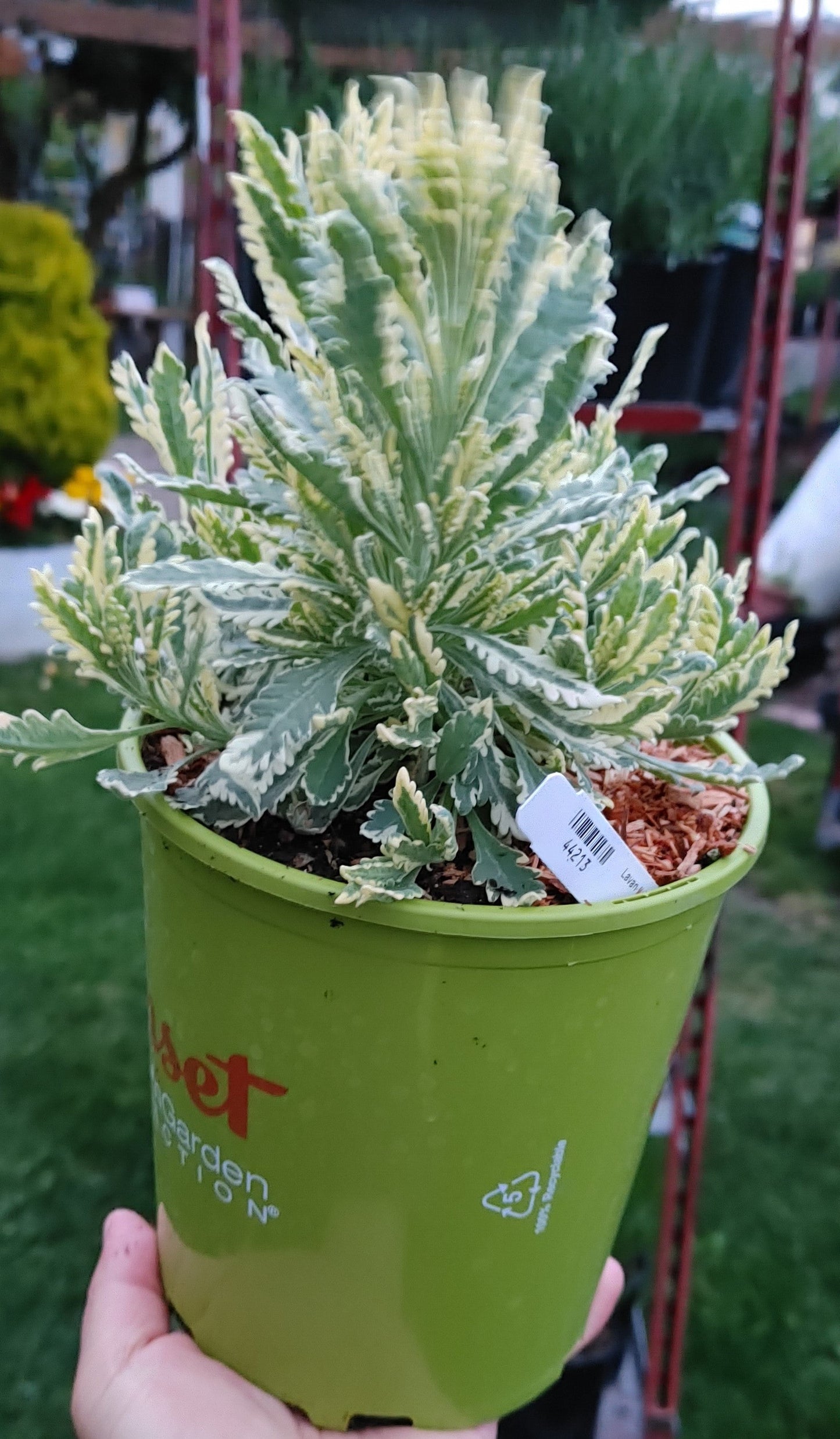Lavanda viva Allardii 'Meerlo' - Maceta de tamaño 2.5QT