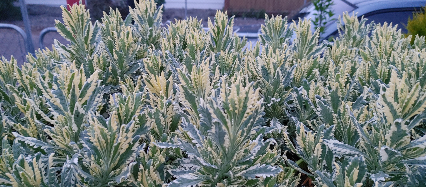 Lavanda viva Allardii 'Meerlo' - Maceta de tamaño 2.5QT
