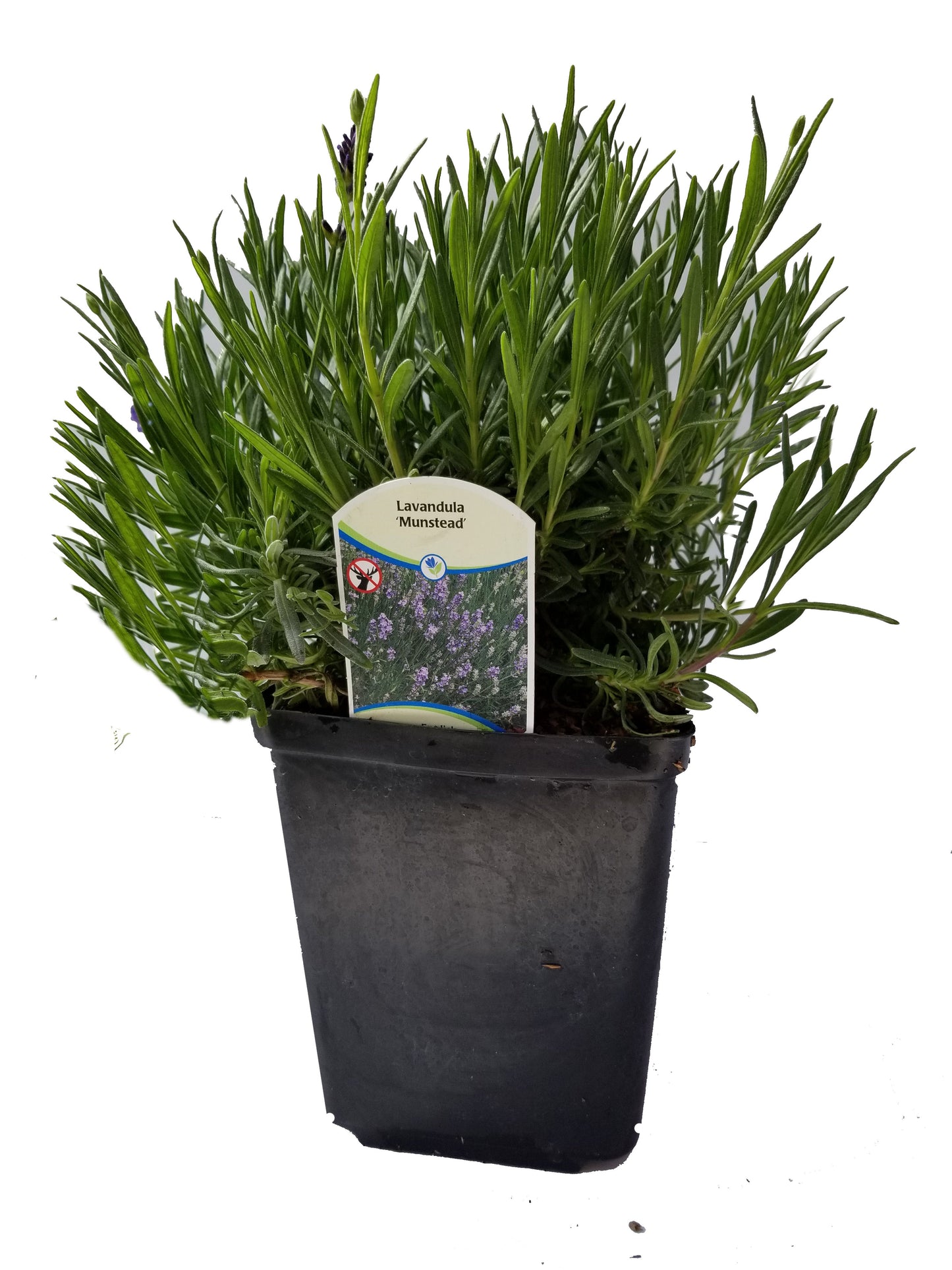 Lavanda Angustifolia Munstead - Maceta de 2.5 cuartos