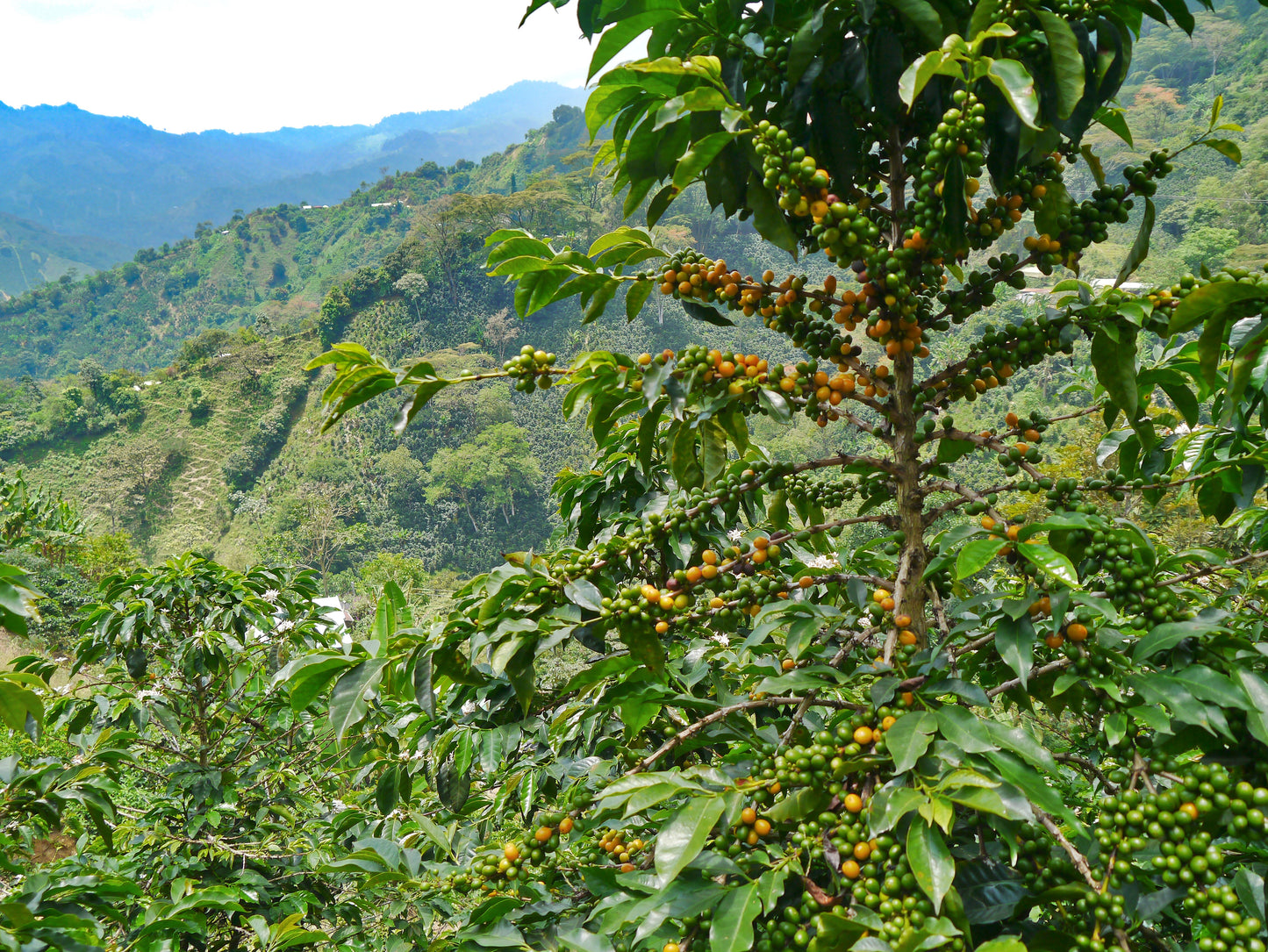 MAEOE - 120z Organic Colombian Coffee Medium Roast