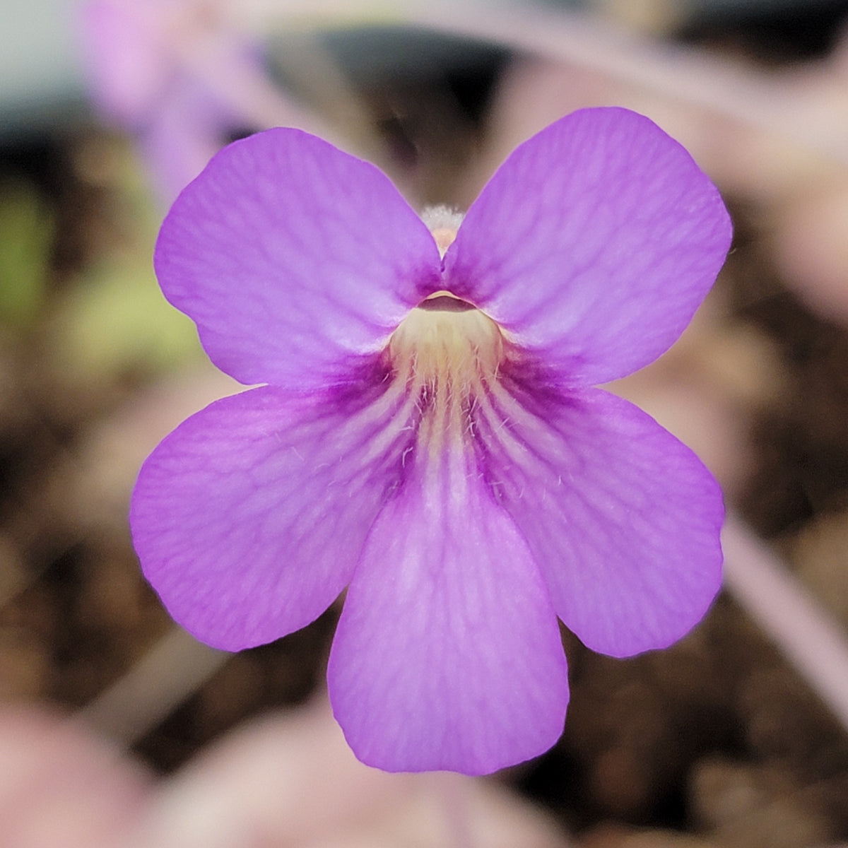 Pinguicula agnata 'El Lobo' x hemiepiphytica