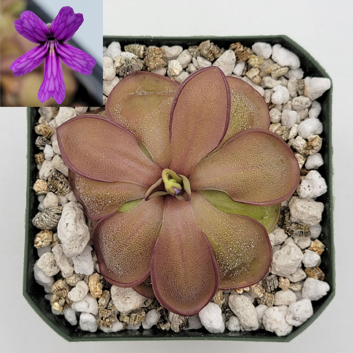 Pinguicula emarginata x hemiepiphytica