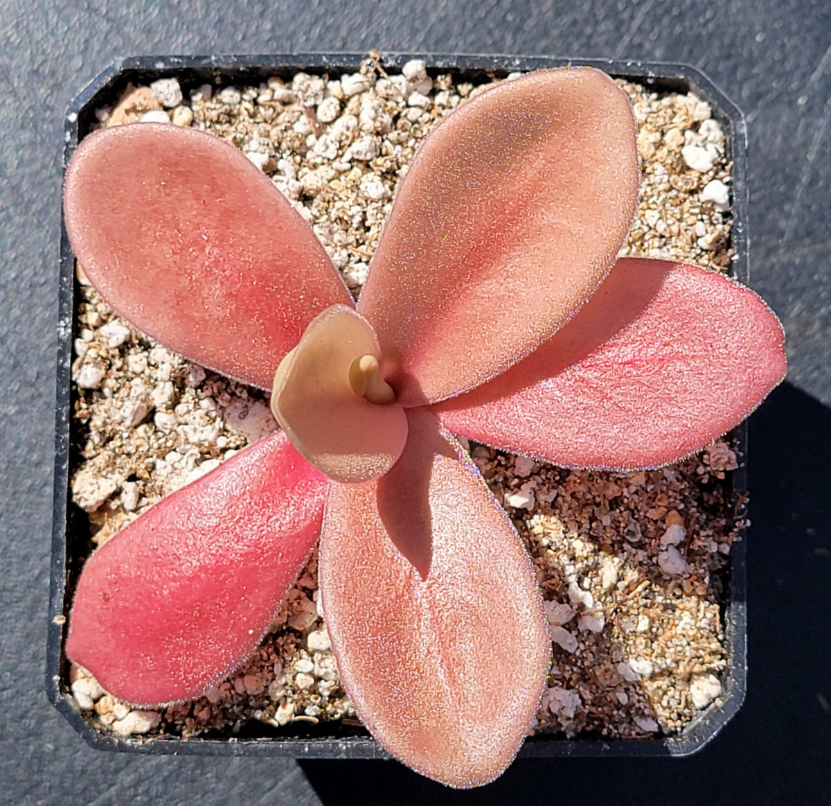 Pinguicula gigantea red