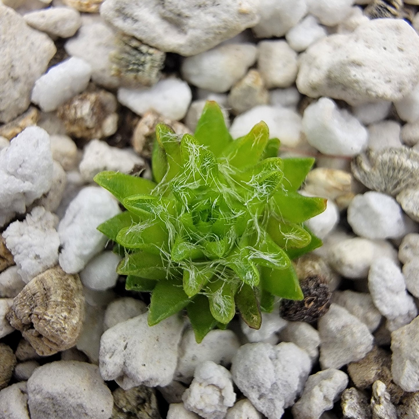 Pinguicula orchidioides {cerca de Ixtlán de Juárez, Oaxaca, México}