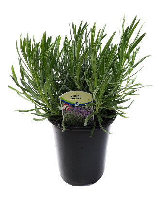 Lavanda Francesa Provenza - Maceta de 2.5QT