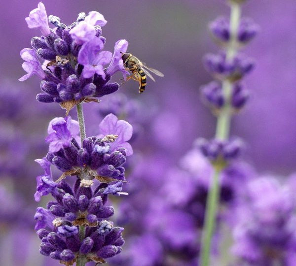 Lavanda planta viva Munstead
