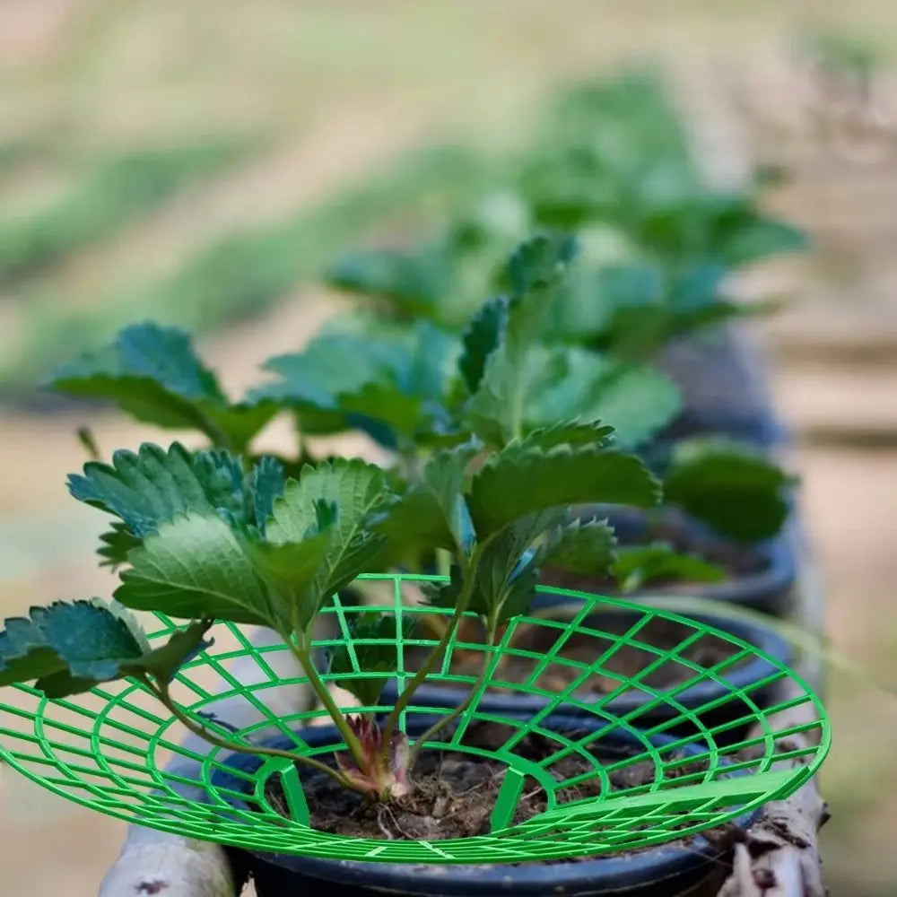 1/3pcs Round Strawberry Stand Anti-Corrosion Anti-Ground Strawberry