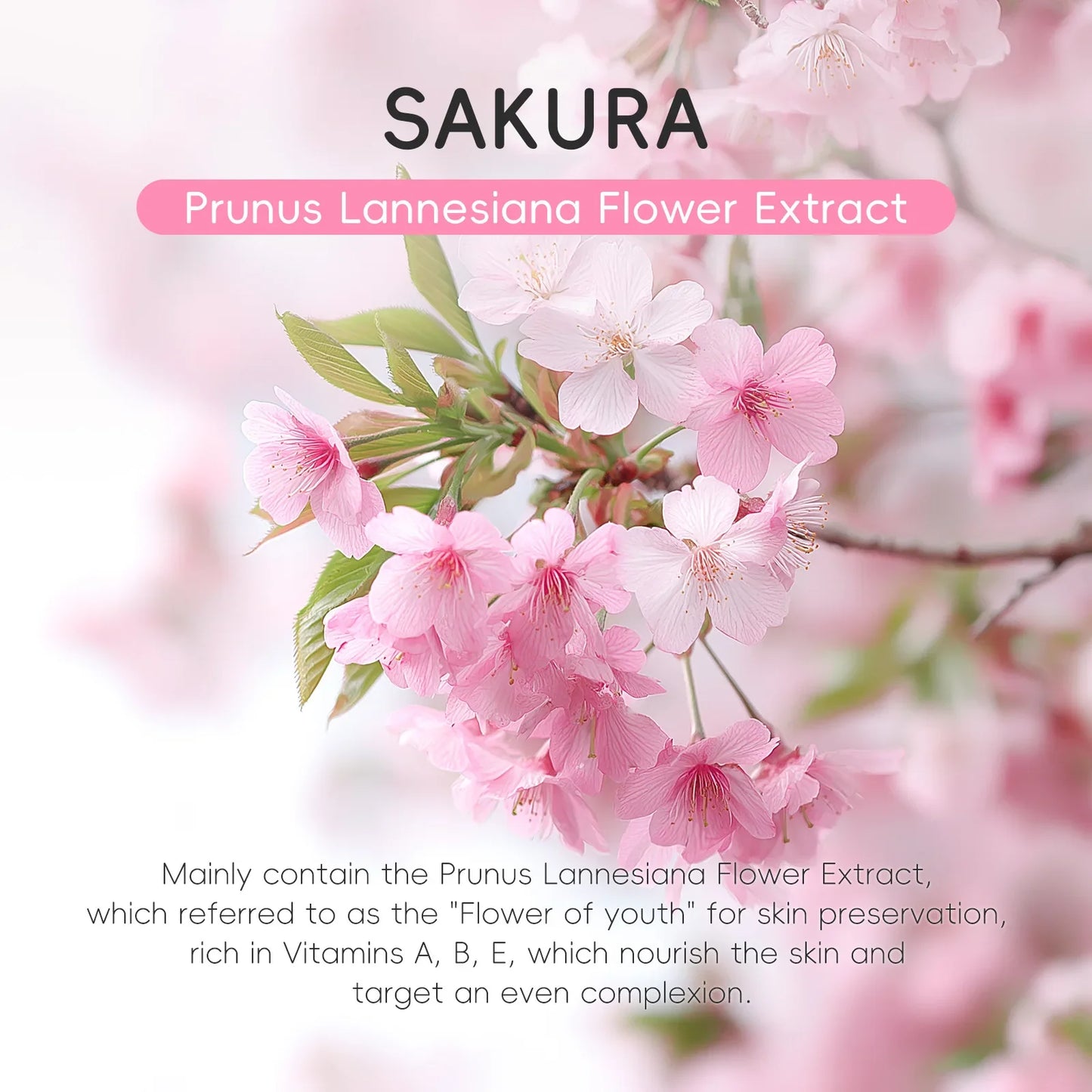 LAIKOU Japan Sakura Clay Mud Mask Hydrating Gentle Cleansing Refreshing Oil Balancing Daily Facial Skin Care Mask 5g