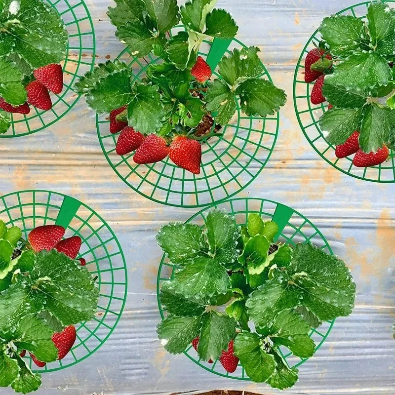 5-50Pcs Strawberry Plant Supports with 3 Sturdy Legs Strawberry Growing Racks Protector Frame Holder Cage From Mold Rot Dirt