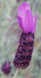 Planta viva de lavanda Anouk - Maceta de 2.5 cuartos de galón