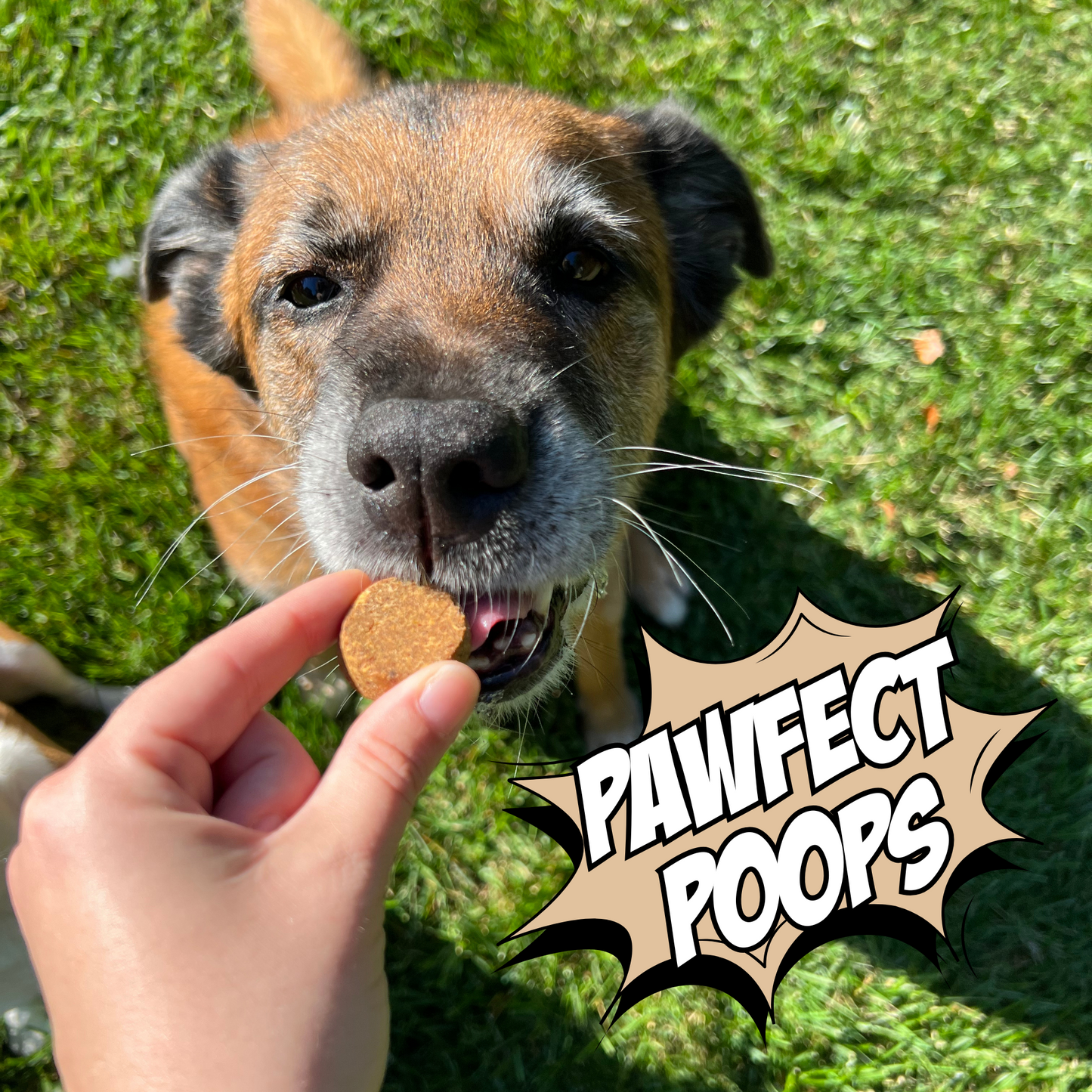 Paquete de 4 galletas crujientes para perro
