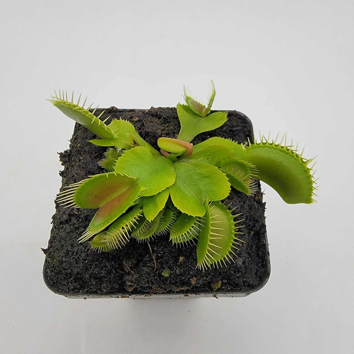 Venus flytrap (Dionaea muscipula) 'DC-XL'