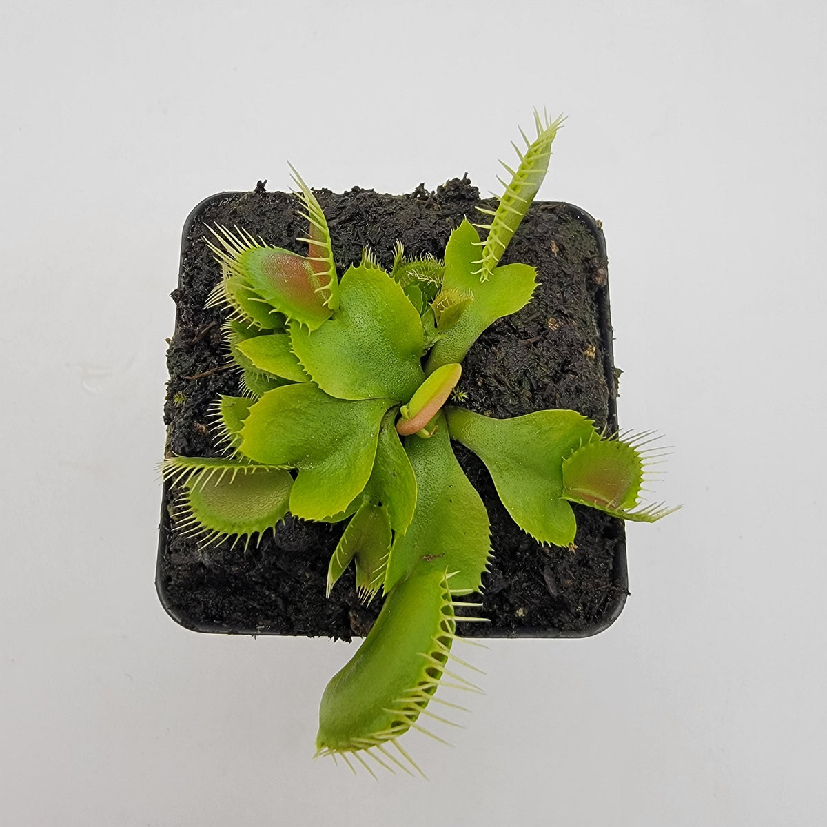 Venus flytrap (Dionaea muscipula) 'DC-XL'