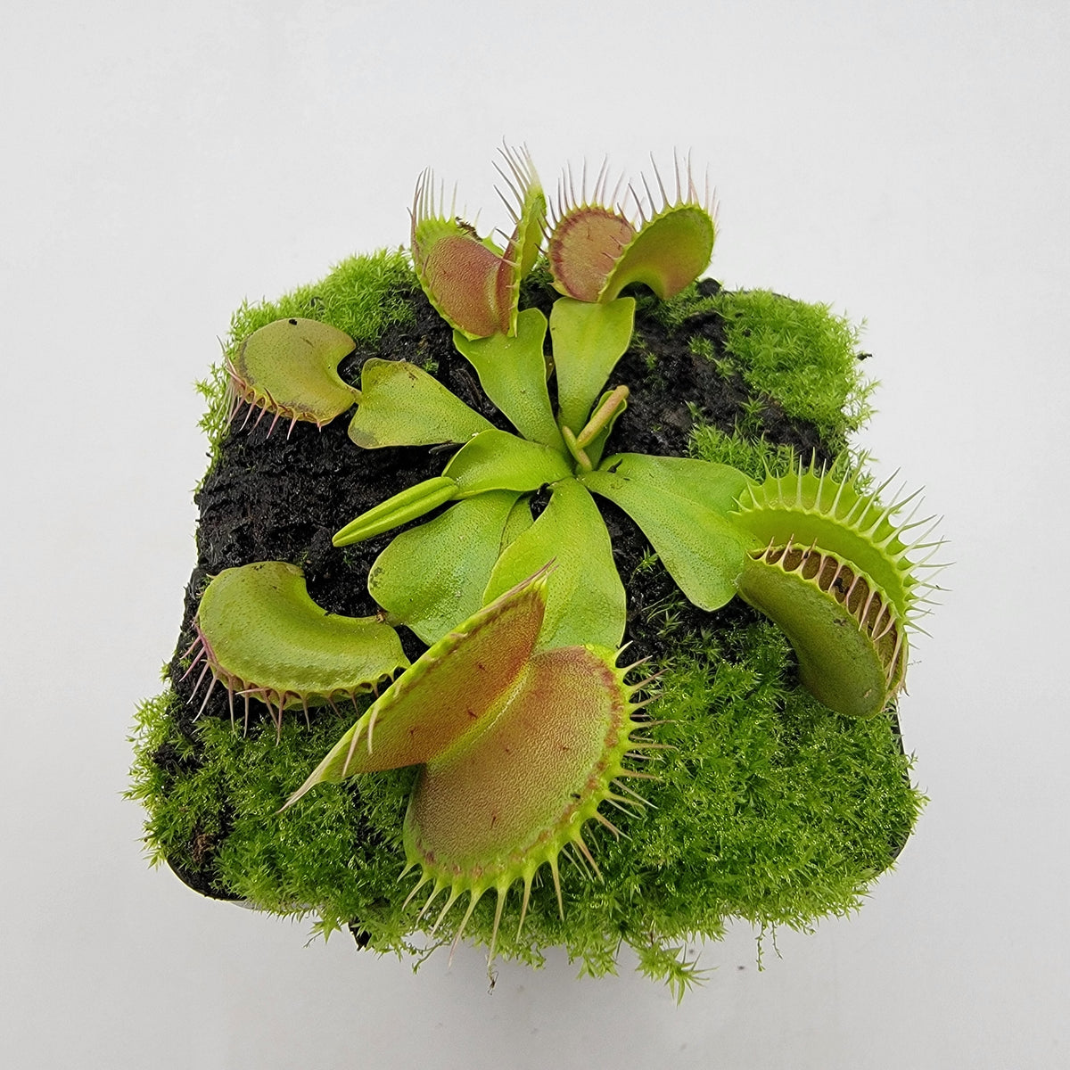 Venus flytrap (Dionaea muscipula) "Dingley Giant"