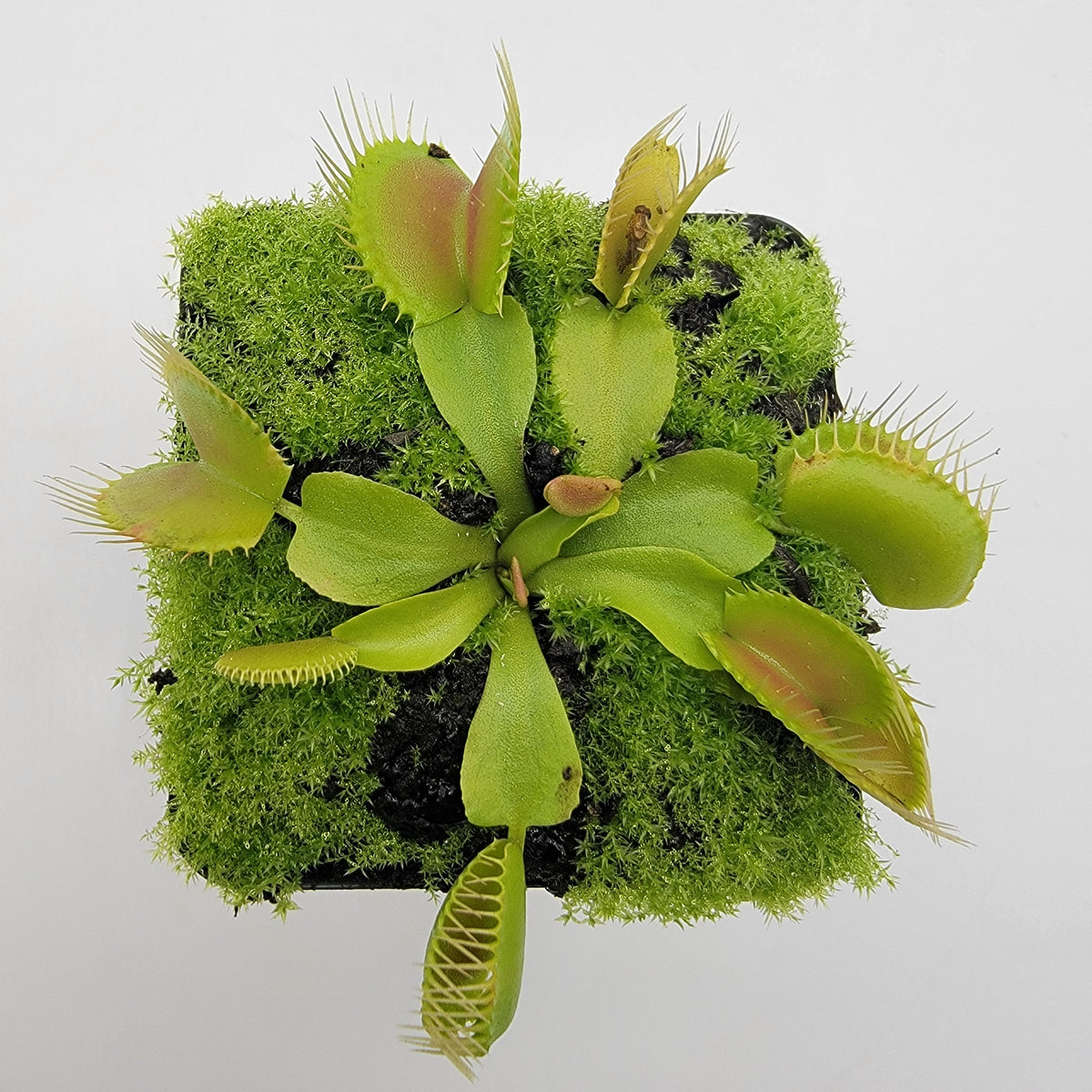 Venus flytrap (Dionaea muscipula) "Dingley Giant"