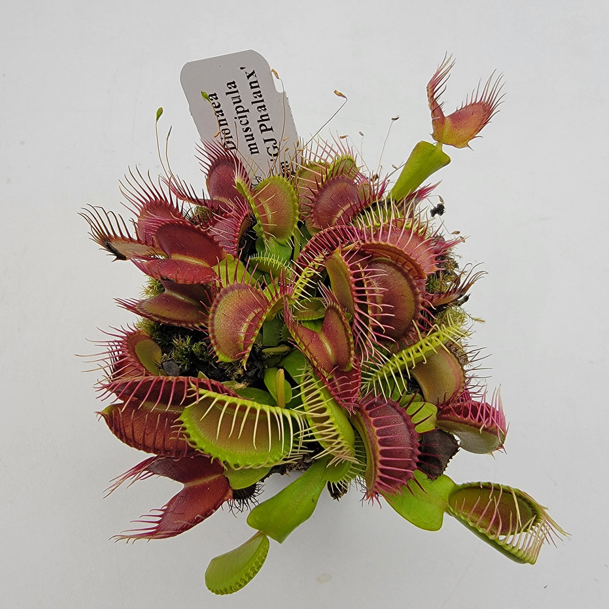 Venus flytrap (Dionaea muscipula) 'GJ Phalanx'