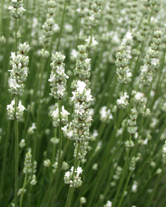 Lavanda, planta viva con espiga blanca