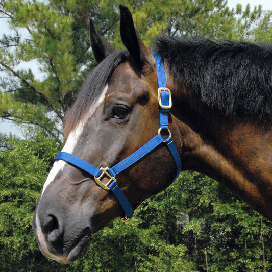 Cabestro de nailon Jeffers Arabian para caballos