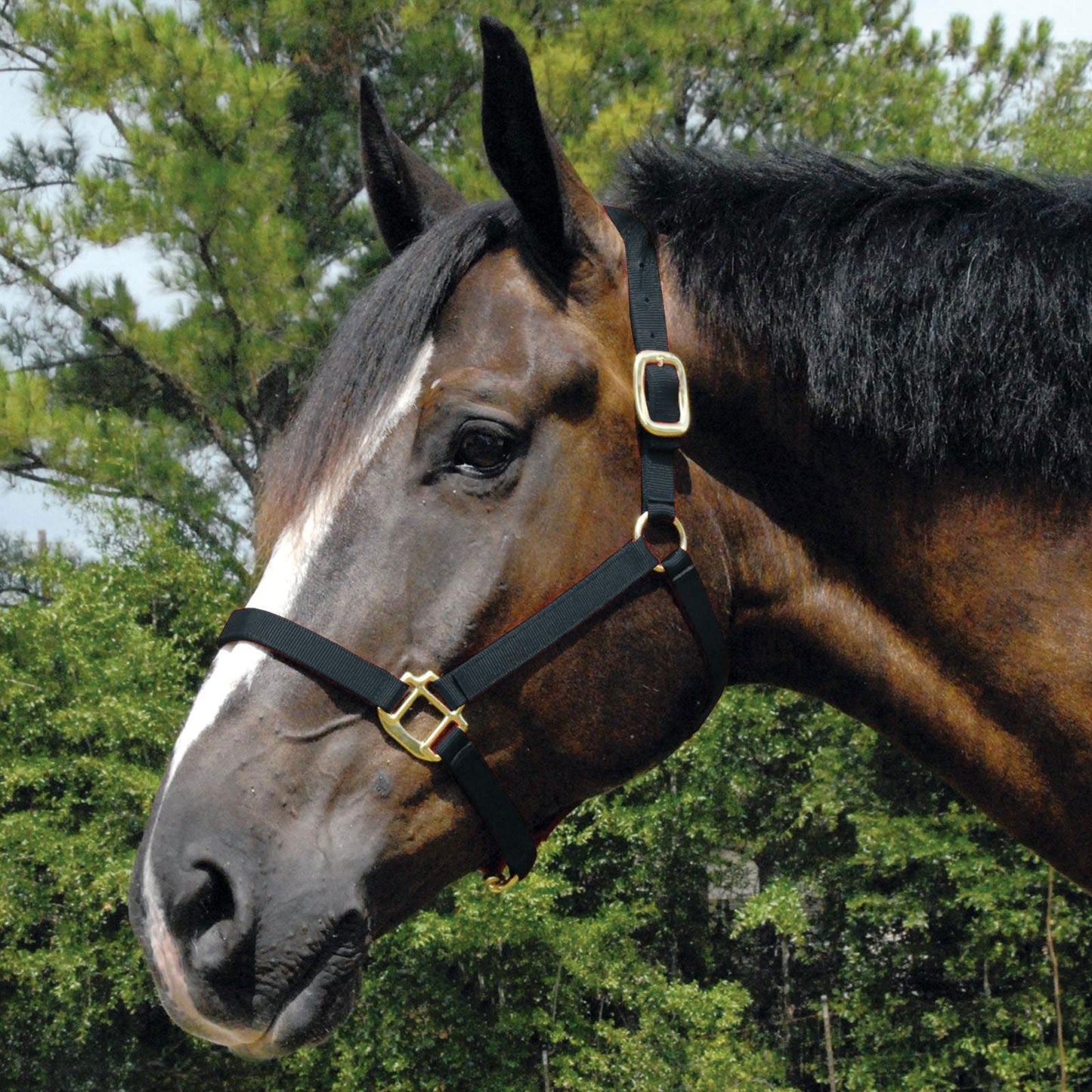 Jeffers Arabian Nylon Horse Halter