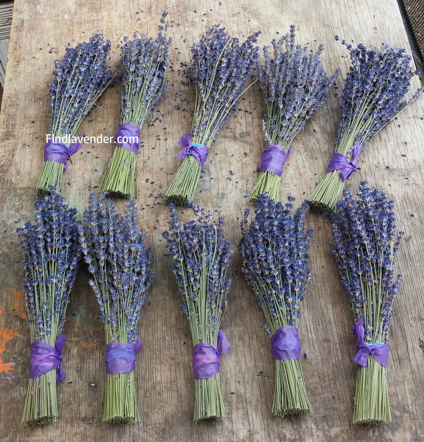 Ramilletes de Lavanda Royal Velvet (Culinaria) - Paquete de 10 Ramilletes