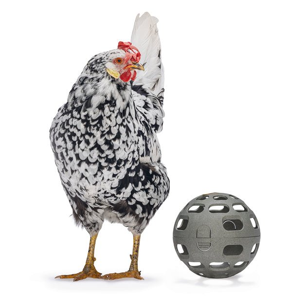 Bola de snack de pollo – 100% reciclada, comedero para forrajeo y juego