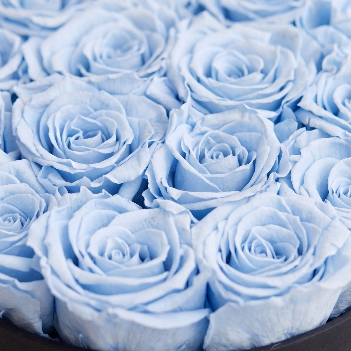 Caja Negra Clásica | Rosas Azules Claras
