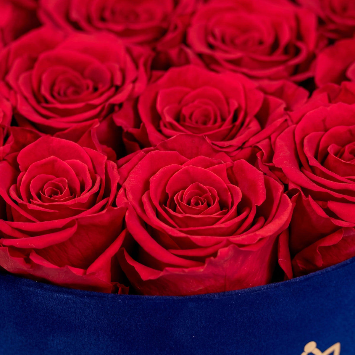 Caja Clásica de Terciopelo Azul Rey | Rosas Rojas