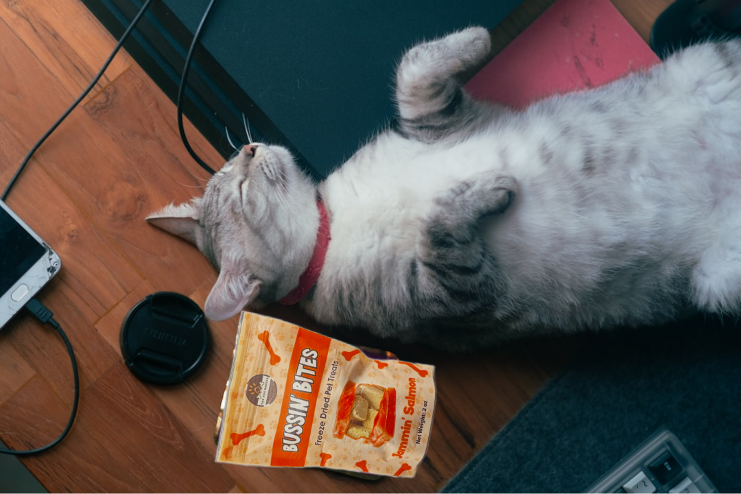 Premios de Entrenamiento Liofilizados de un Solo Ingrediente y Alto Valor para Perros y Gatos - Salmón