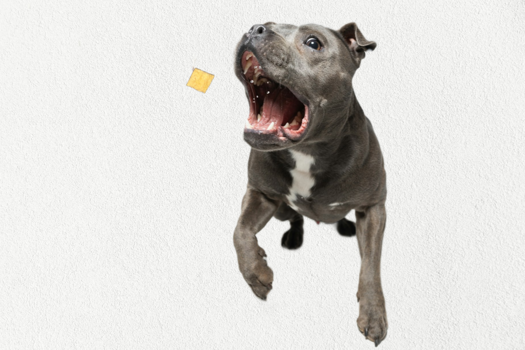 Premios de Entrenamiento Liofilizados de un Solo Ingrediente y Alto Valor para Perros y Gatos - Salmón