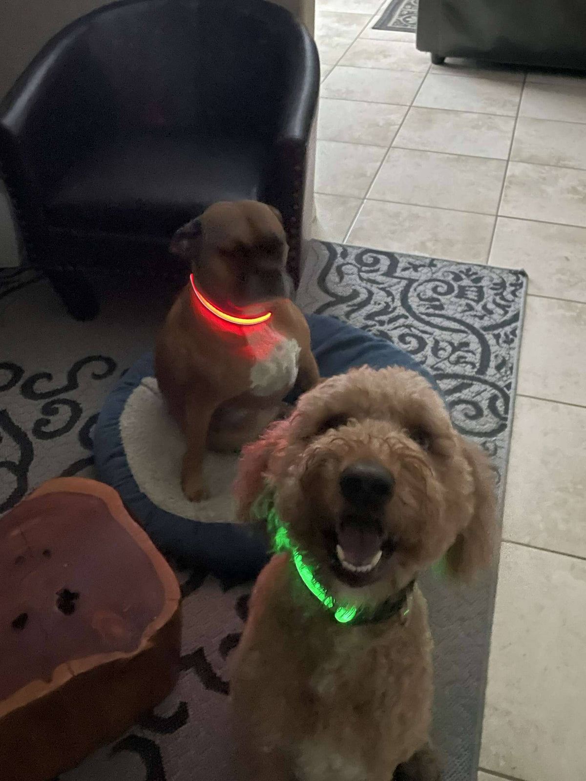 LED Dog Collar: Blue