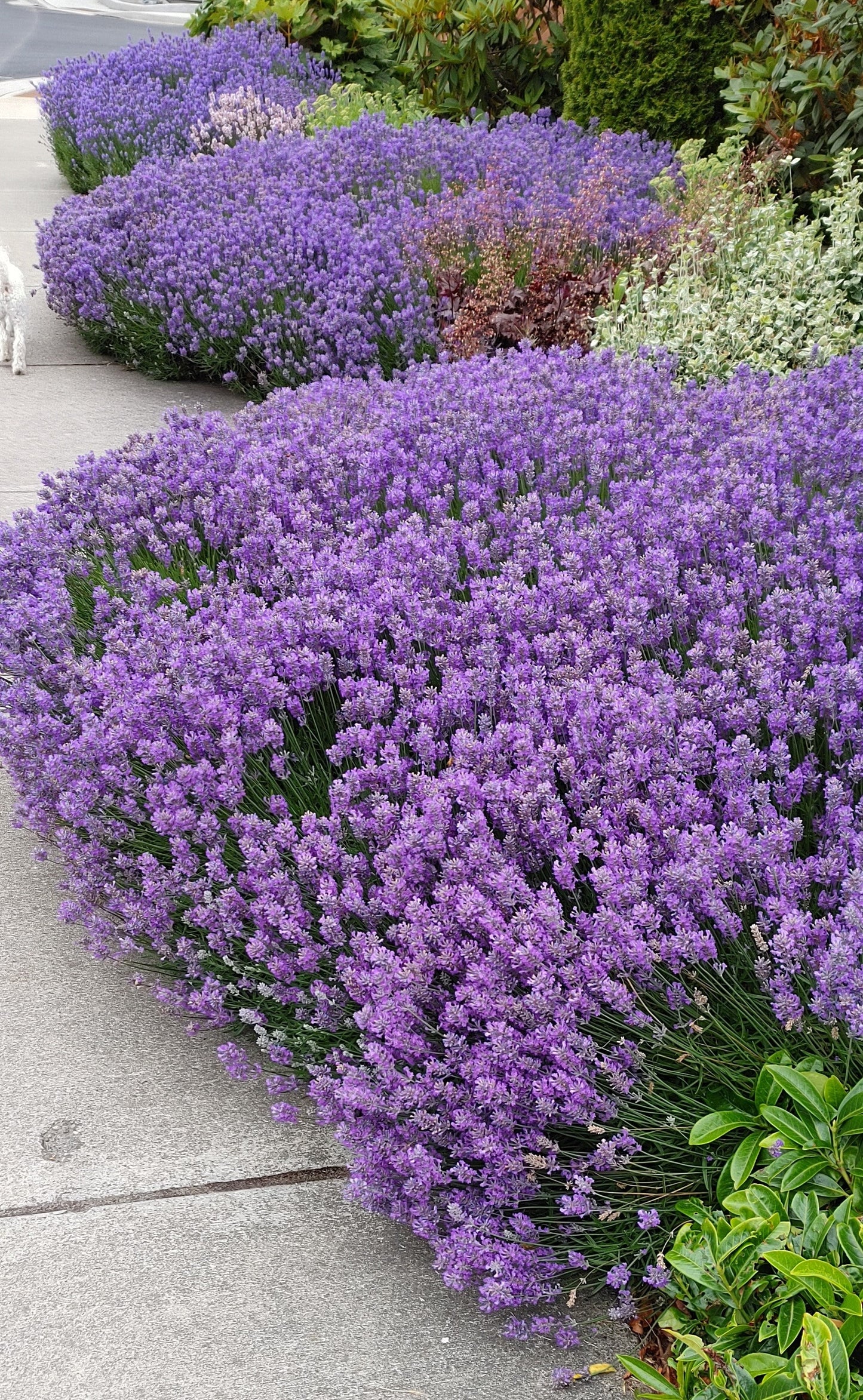 Planta viva de lavanda "Sensational" - Maceta de 4"