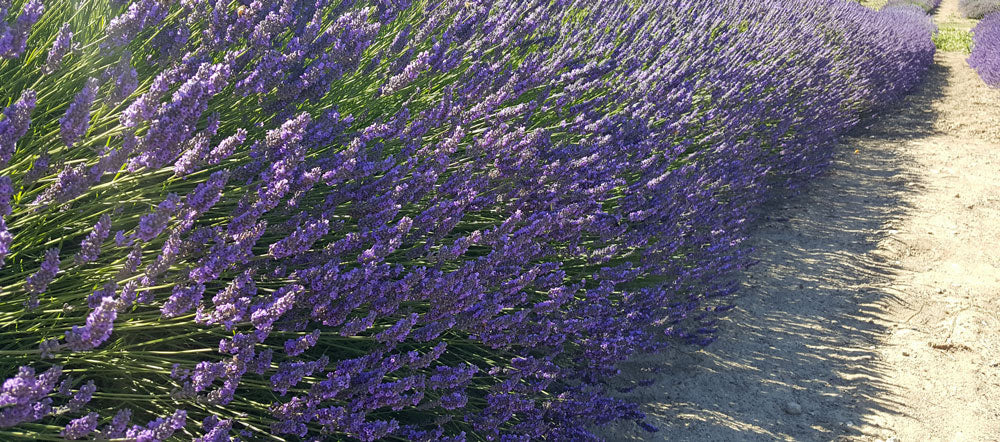 Lavanda Francesa Provenza - Maceta de 2.5QT