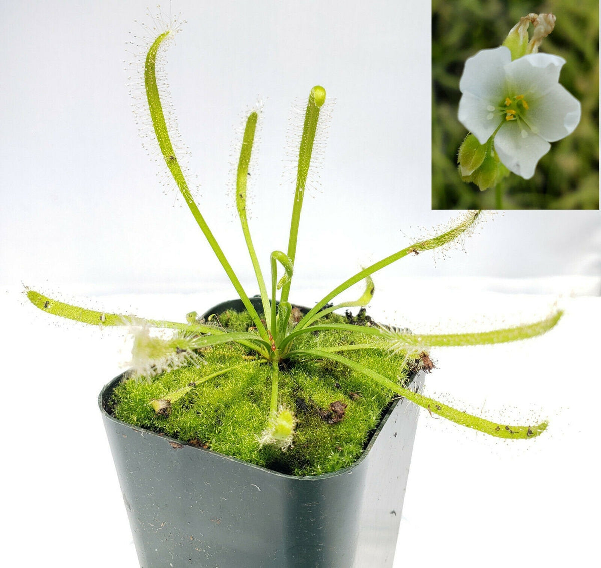 Drosera capensis alba white flower [Fungus gnat catcher]