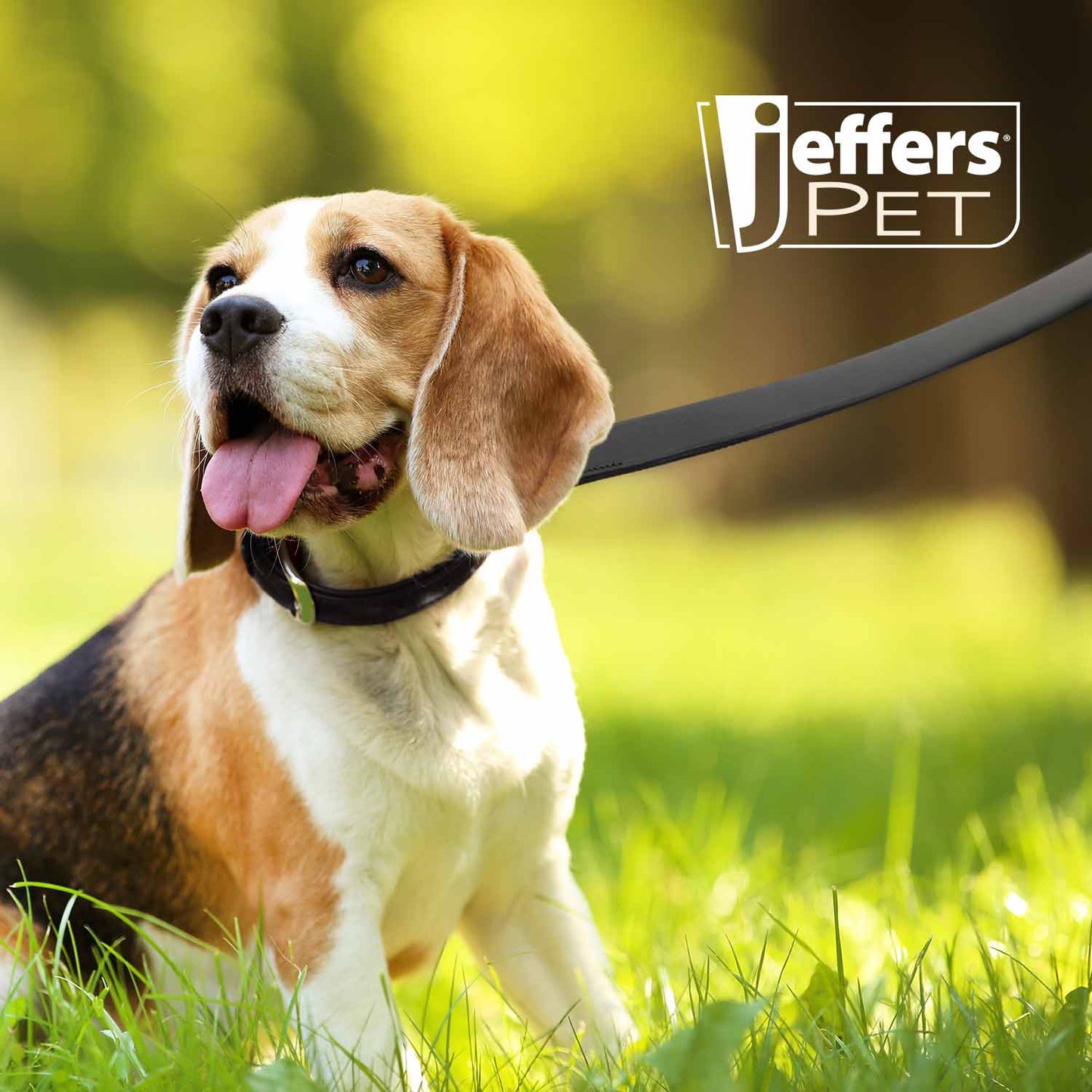 Correa para mascotas Jeffers de cuero negro acolchado