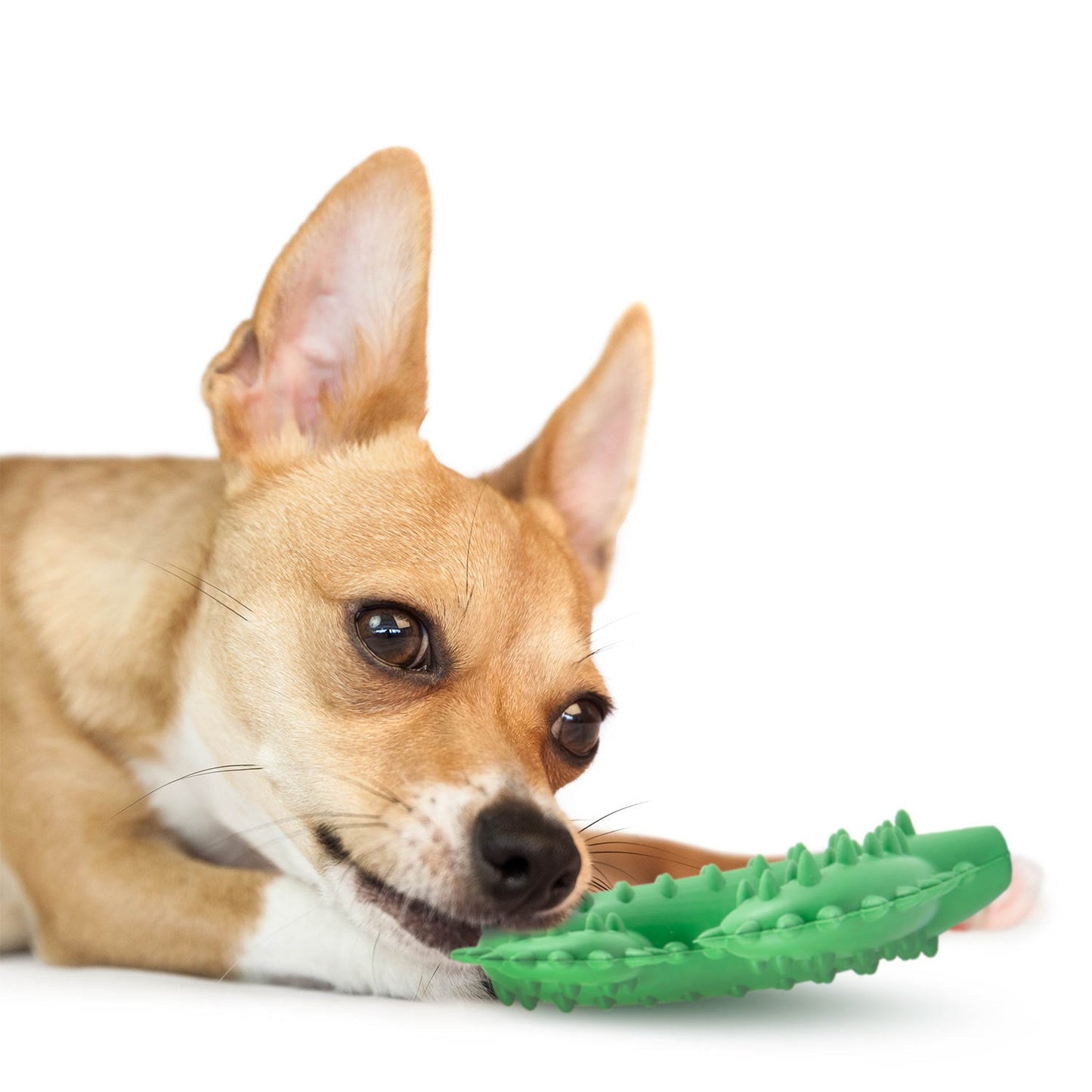 Juguete masticable dental Jeffers Cactus de caucho natural para perros para hábitos de masticación saludables