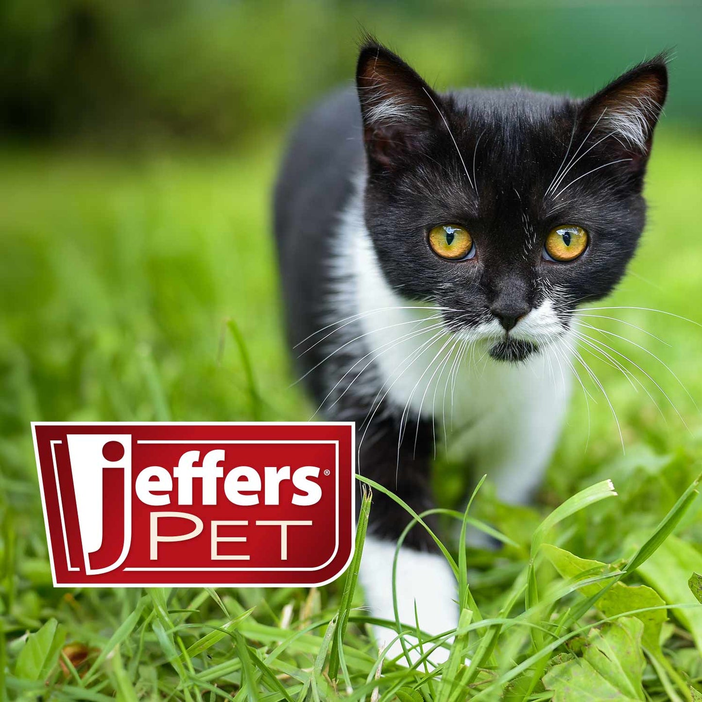 Comederos dobles de acero inoxidable de perfil bajo de Jeffers para mascotas