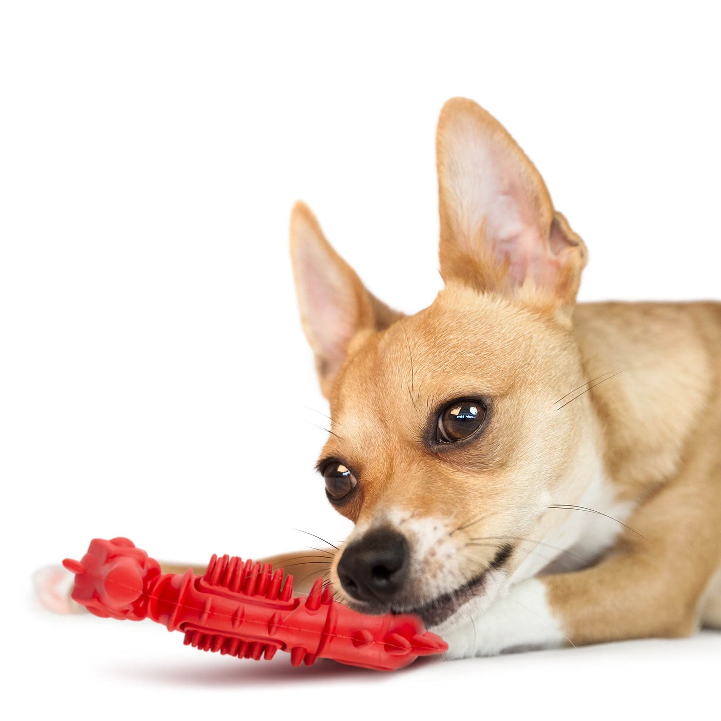 Juguete Masticable para Perros Jeffers de Caucho Natural, Diseño de Caballito de Mar Rojo, con Aroma a Vainilla y Bordes Texturizados para la Salud Dental