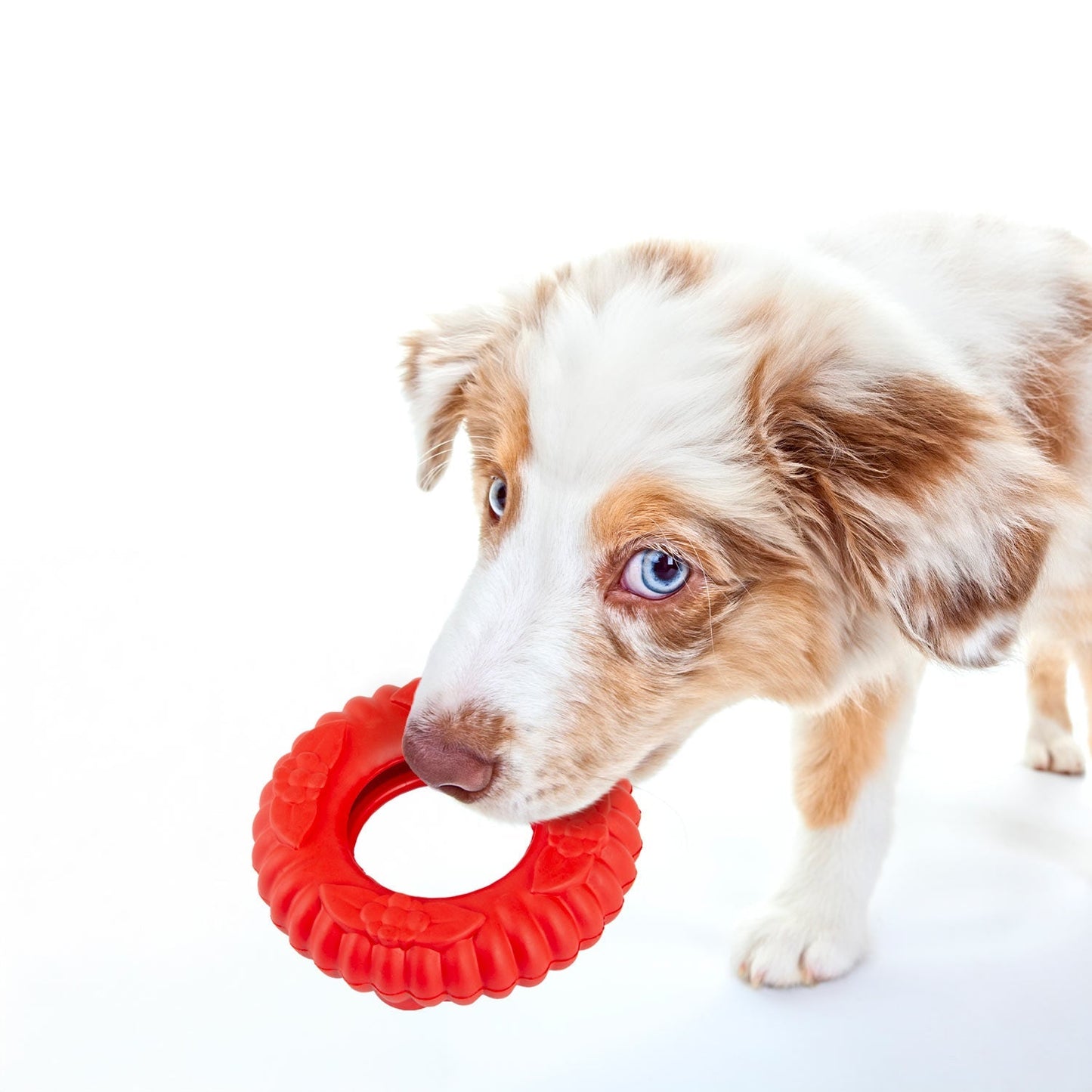 Juguete masticable dental de caucho natural Jeffers Red Virgo Tugger para perros para juego interactivo o en solitario