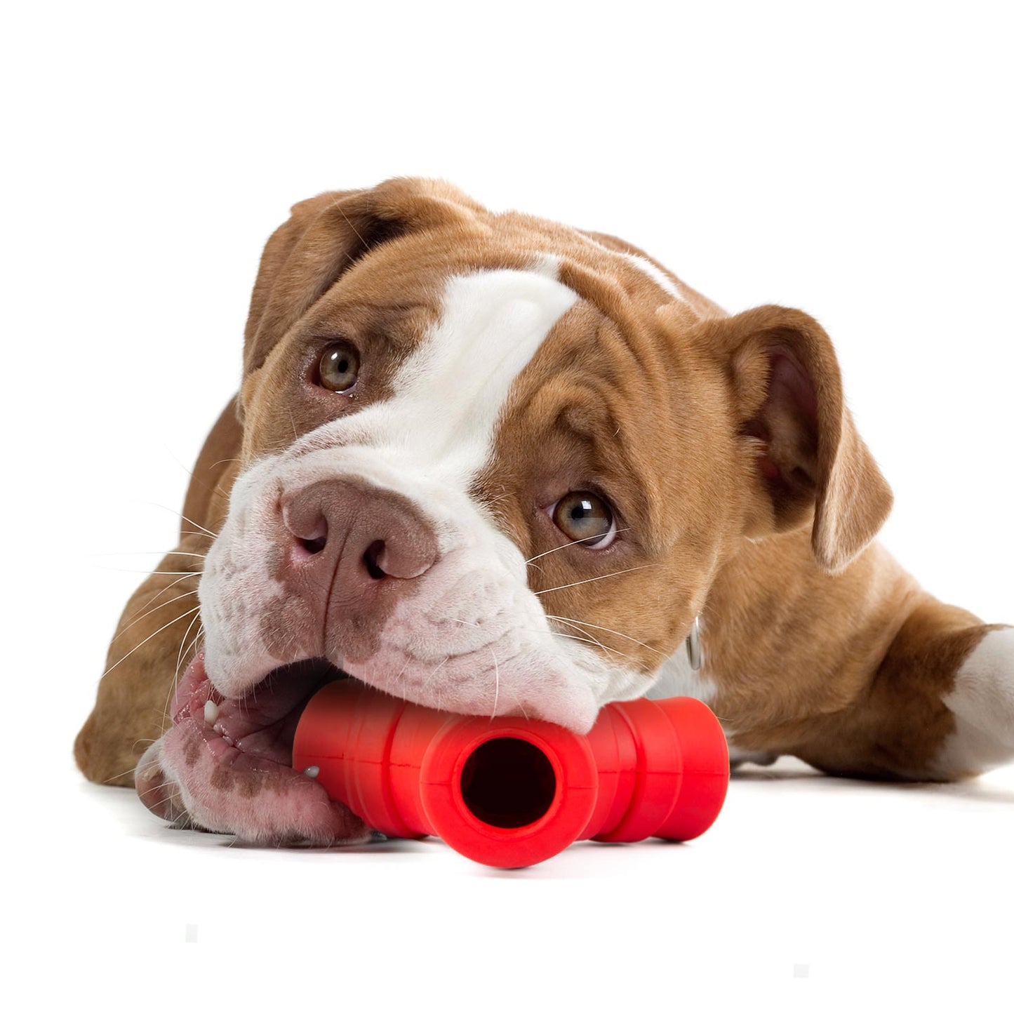 Juguete masticable Jeffers Red "Y" de caucho natural para perros, para masticadores moderados