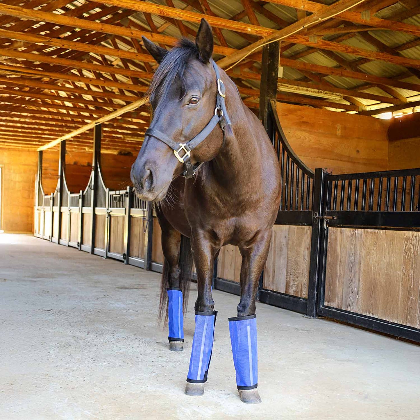 Botas "Stomp-Free" para moscas Jeffers Romper Stomper para caballos, paquete de 4