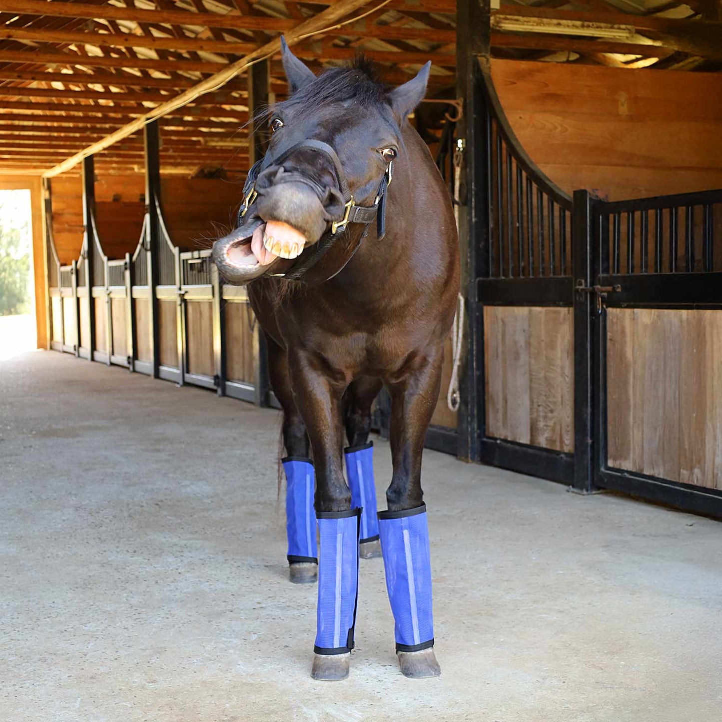 Botas "Stomp-Free" para moscas Jeffers Romper Stomper para caballos, paquete de 4