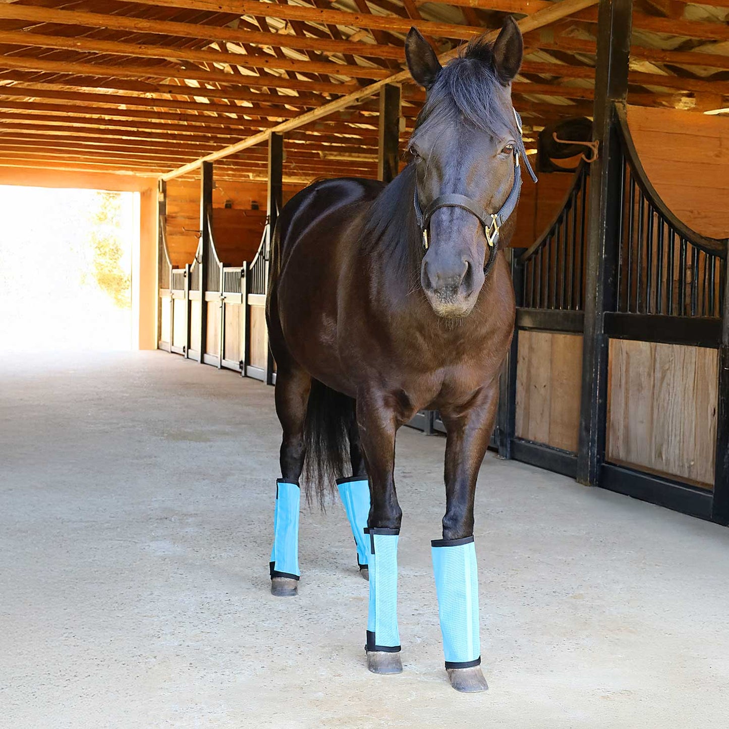 Botas "Stomp-Free" para moscas Jeffers Romper Stomper para caballos, paquete de 4